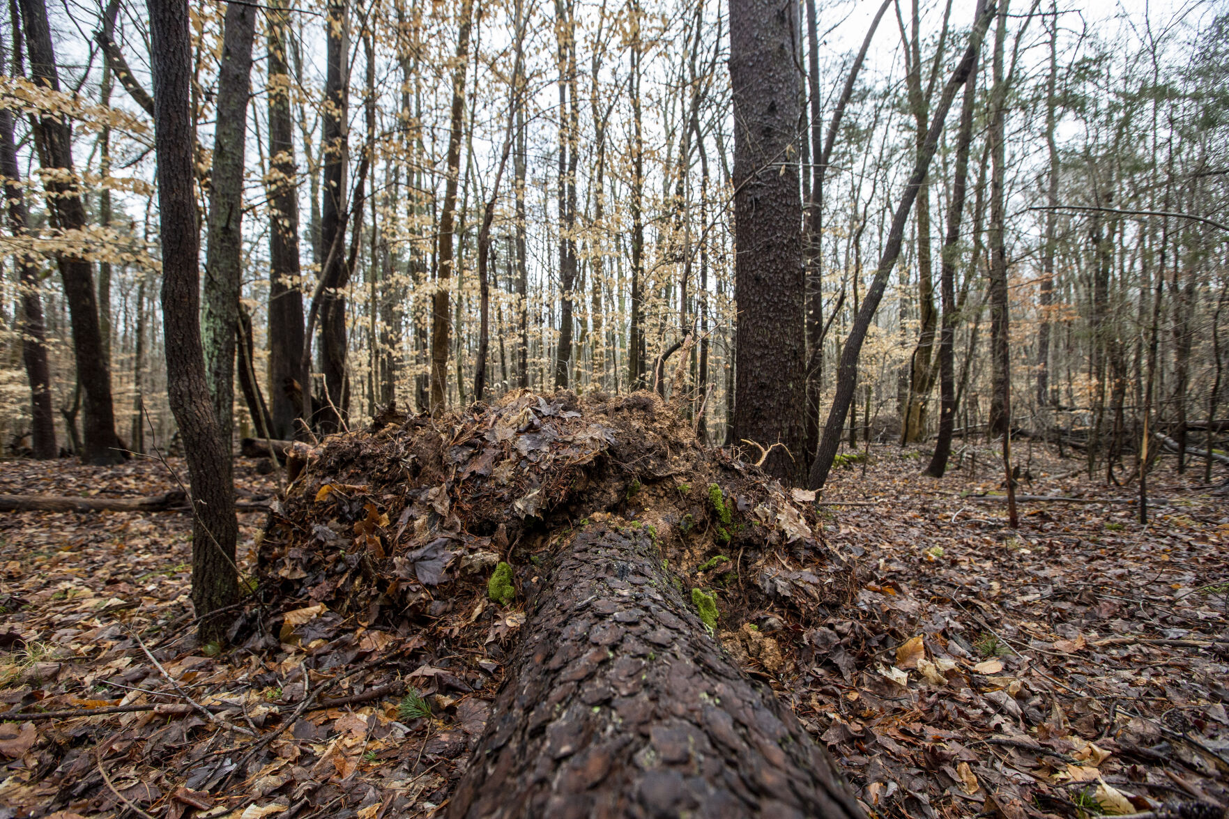 Battleground Trees